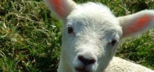 lambs1