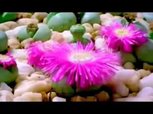 los maravillosos torrentes del n