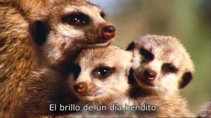 que mundo maravilloso