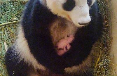 panda