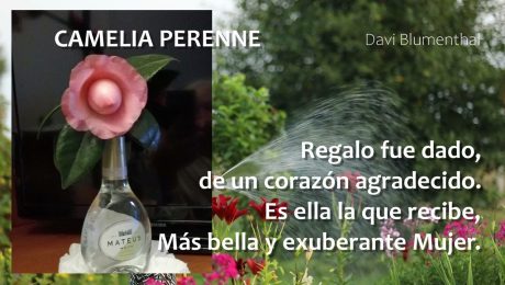 CAMELIA PERENNE