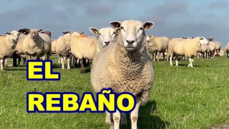 EL REBAÑO