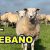 EL REBAÑO